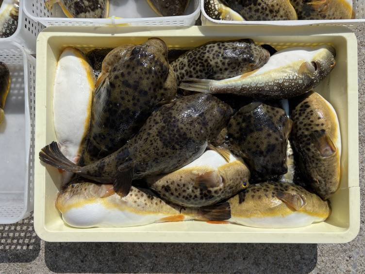 知多・片名港のおざき丸！2月21日のフグ釣果写真