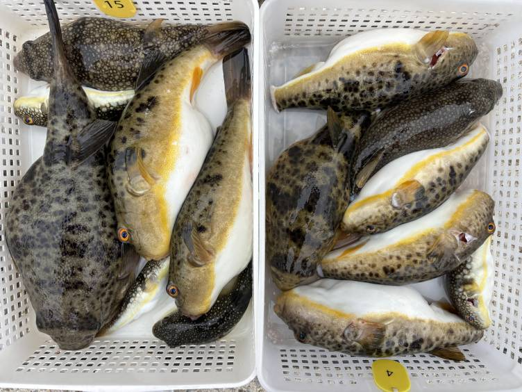 知多・片名港のおざき丸！2月20日のカットウフグ釣果写真