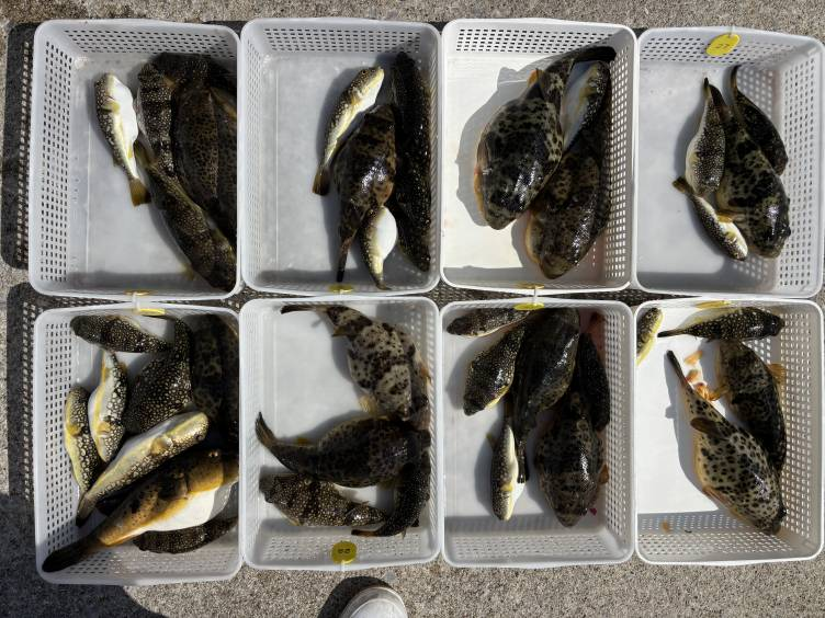 知多・片名港のおざき丸！2月22日のフグ釣果写真