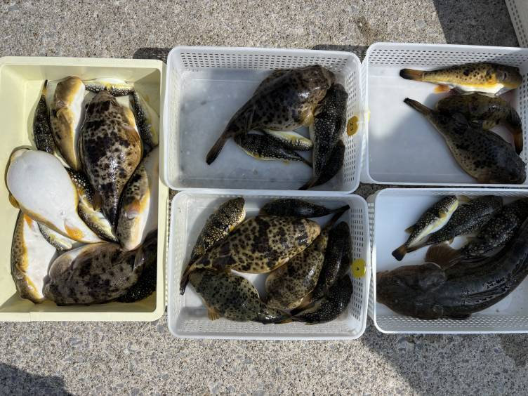 知多・片名港のおざき丸！2月23日のフグ釣果写真