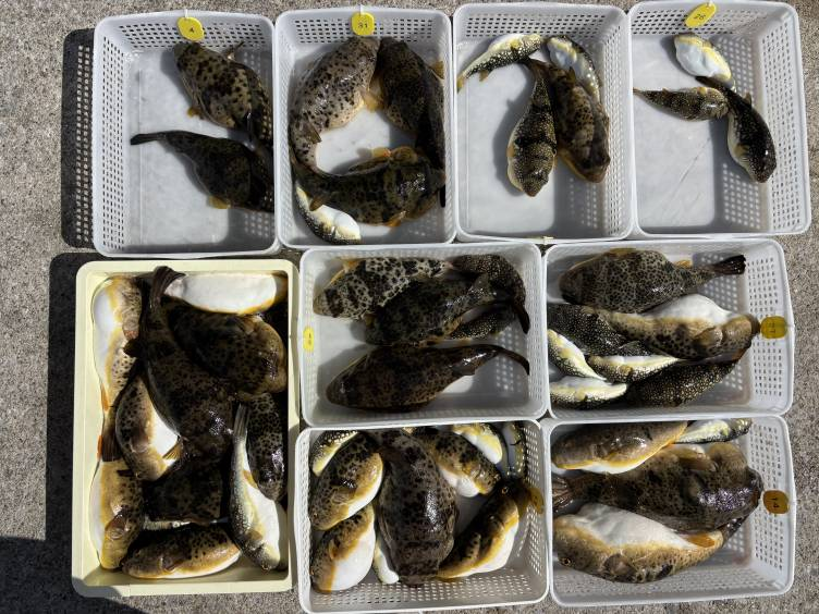おざき丸名物！知多半島のカットウフグ釣りで大漁に釣れた良型のフグ