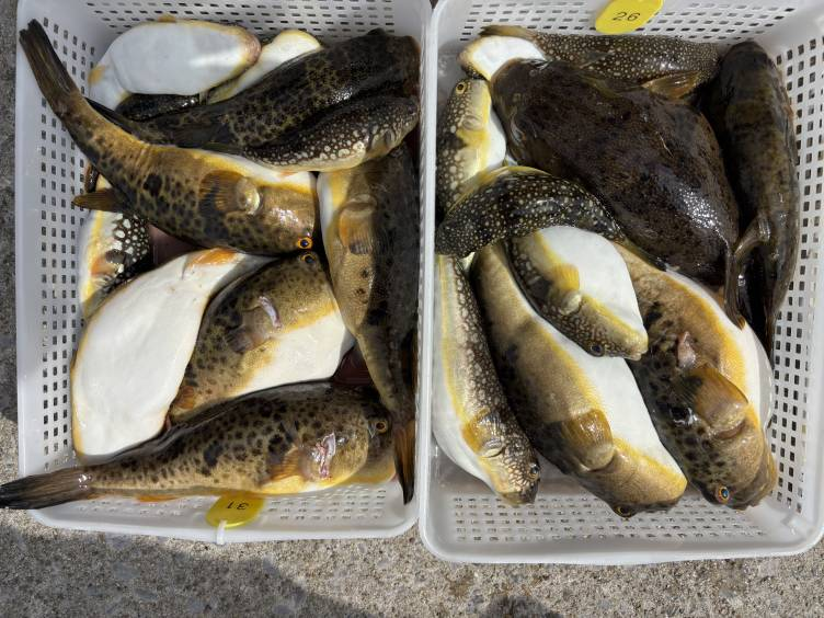 知多・片名港のおざき丸！2月24日のフグ釣果写真