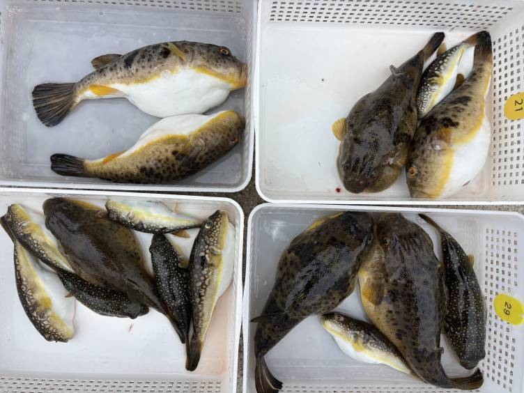 知多・片名港のフグ釣りで有名なおざき丸の2月27日の釣果写真