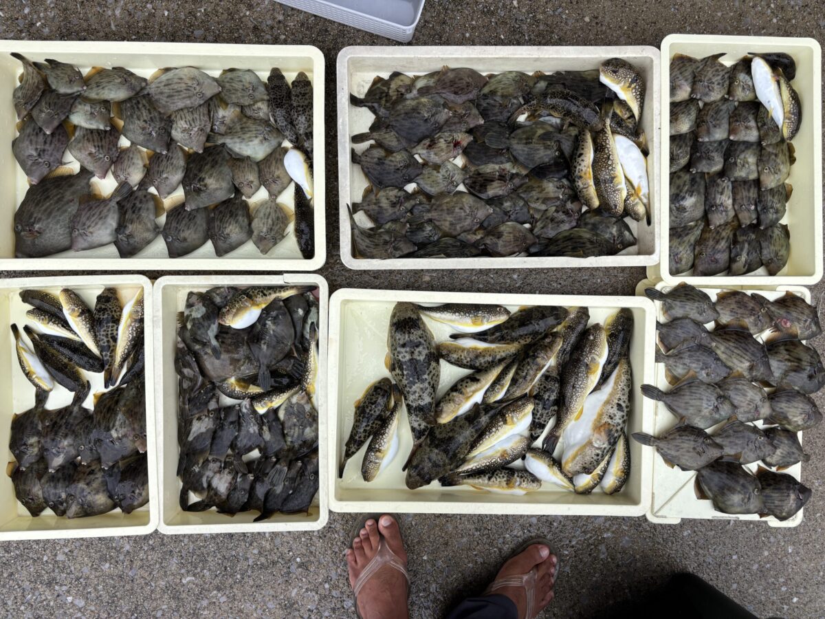 愛知片名漁港の釣り船「おざき丸」のカワハギ釣果