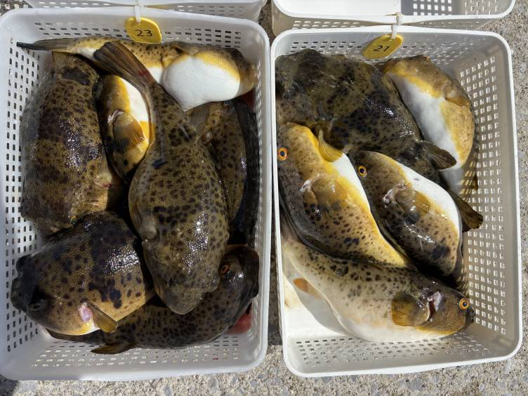 知多・片名港のおざき丸！2月28日のフグ釣果写真